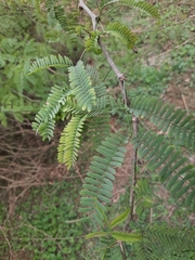 Prosopis juliflora