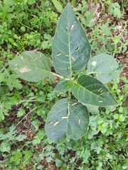 Datura innoxia