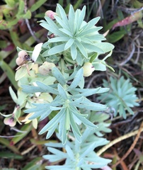 Euphorbia glauca