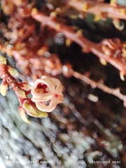 Sterculia megistophylla
