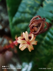 Sterculia megistophylla