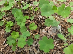 Oxalis