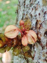 Sterculia megistophylla