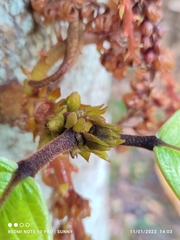Sterculia megistophylla