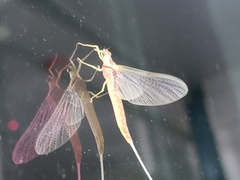 Pentagenia vittigera