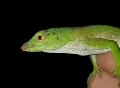 Anolis biporcatus