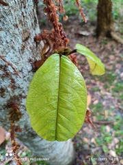 Sterculia megistophylla