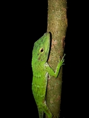 Anolis biporcatus
