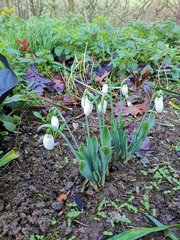 Galanthus elwesii