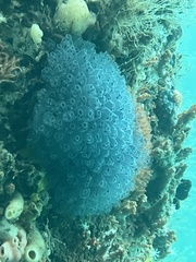 Clavelina moluccensis