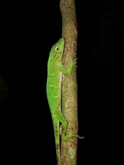 Anolis biporcatus