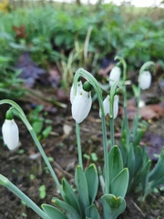 Galanthus elwesii