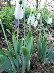 Galanthus elwesii