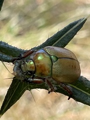 Anoplognathus suturalis