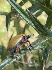 Anoplognathus suturalis