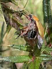 Anoplognathus suturalis