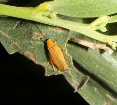 Ellipsidion humerale