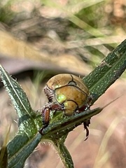 Anoplognathus suturalis