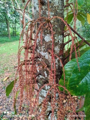 Sterculia megistophylla