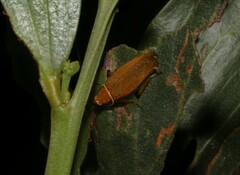 Ellipsidion humerale