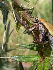 Anoplognathus suturalis