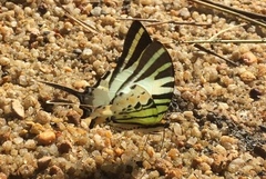 Graphium antiphates itamputi
