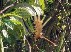 Graphium antiphates itamputi