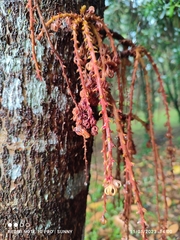 Sterculia megistophylla