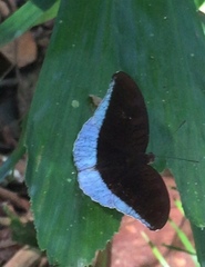 Tanaecia godartii asoka