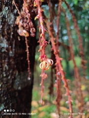 Sterculia megistophylla