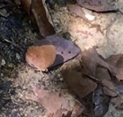 Faunis canens arcesilas