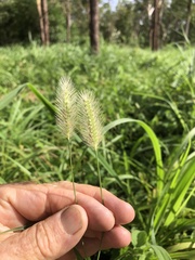 Setaria surgens