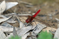 Rhodothemis lieftincki