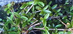 Coprosma colensoi