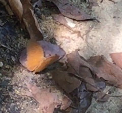 Faunis canens arcesilas