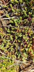 Kelleria dieffenbachii