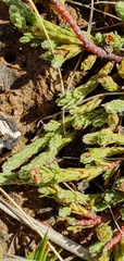 Kelleria dieffenbachii