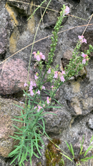 Linaria repens