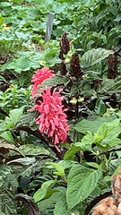 Justicia carnea