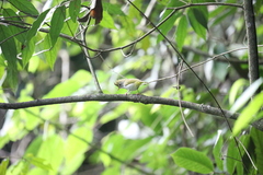 Erpornis zantholeuca