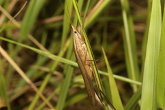 Pseudorhynchus lessonii