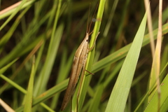 Pseudorhynchus lessonii