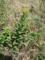 Pentanema germanicum