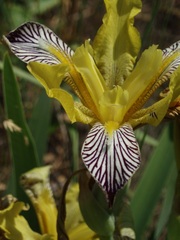 Iris variegata