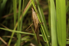 Pseudorhynchus lessonii