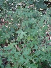 Geranium divaricatum