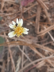 Tridax procumbens
