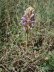 Phelipanche arenaria