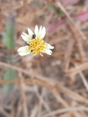 Tridax procumbens