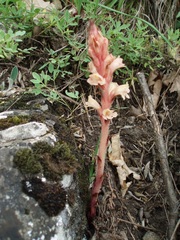 Orobanche kochii